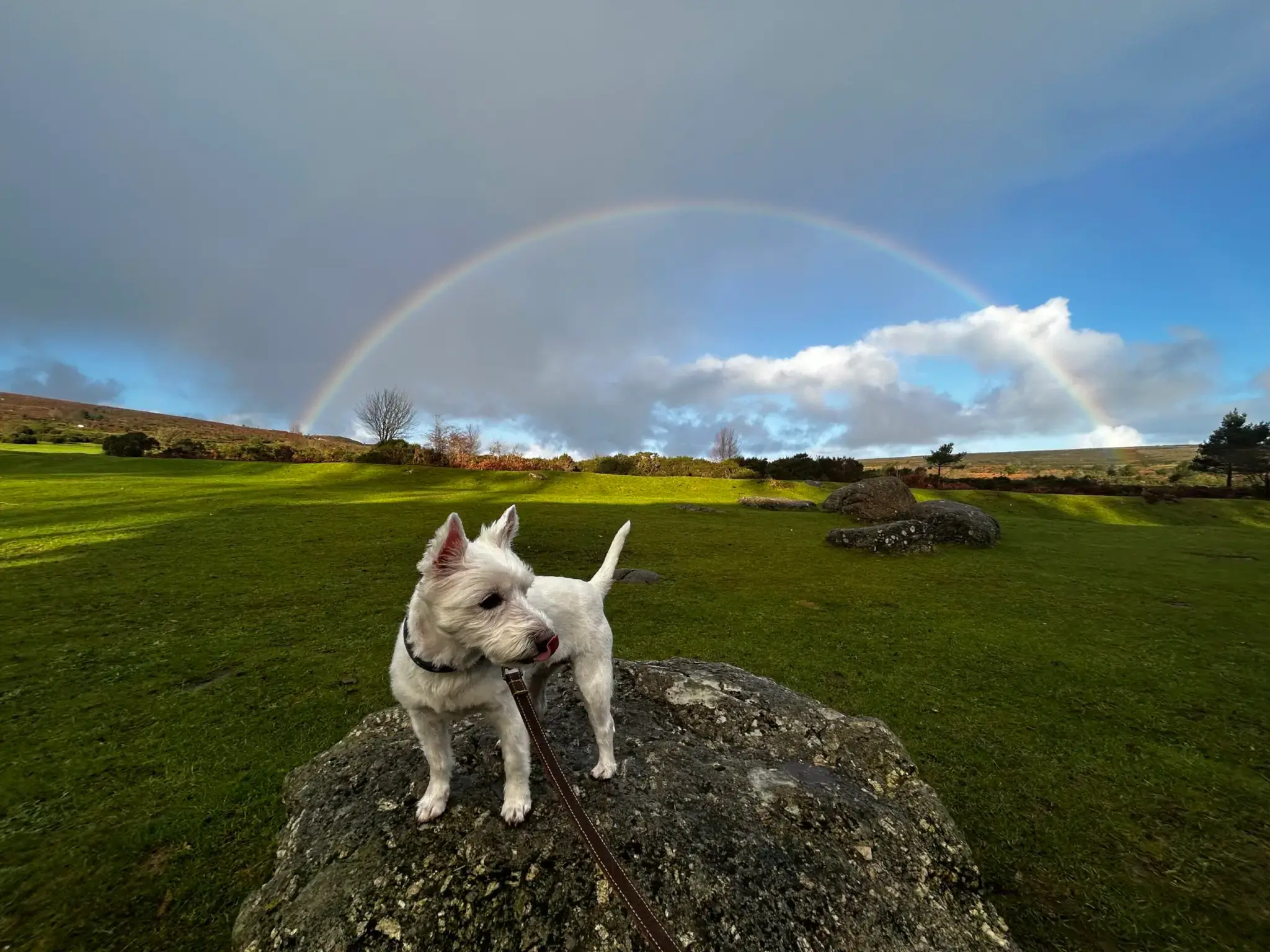 The Castle Hotel Conwy Pet Friendly Hotel Home Page